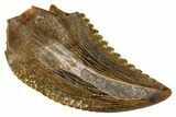 Rare, Serrated Troodontid (Troodon) Tooth - Wyoming #379791-1